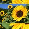 sunflower_nessa